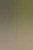 misterbuddy